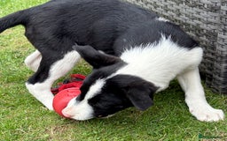 Border Collie dogs for sale: One Wonderful Boy Available - Image 2
