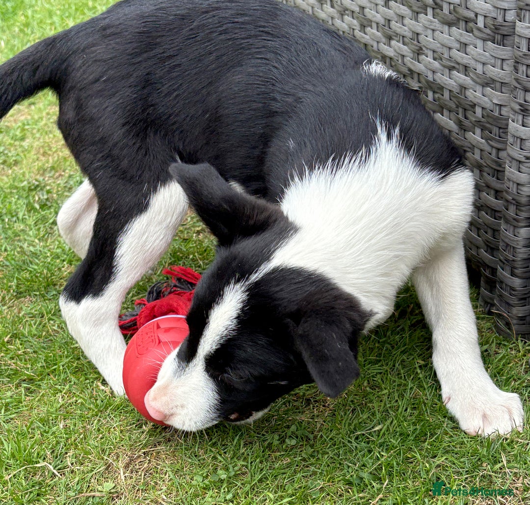 Border Collie dogs for sale: One Wonderful Boy Available - Image 2
