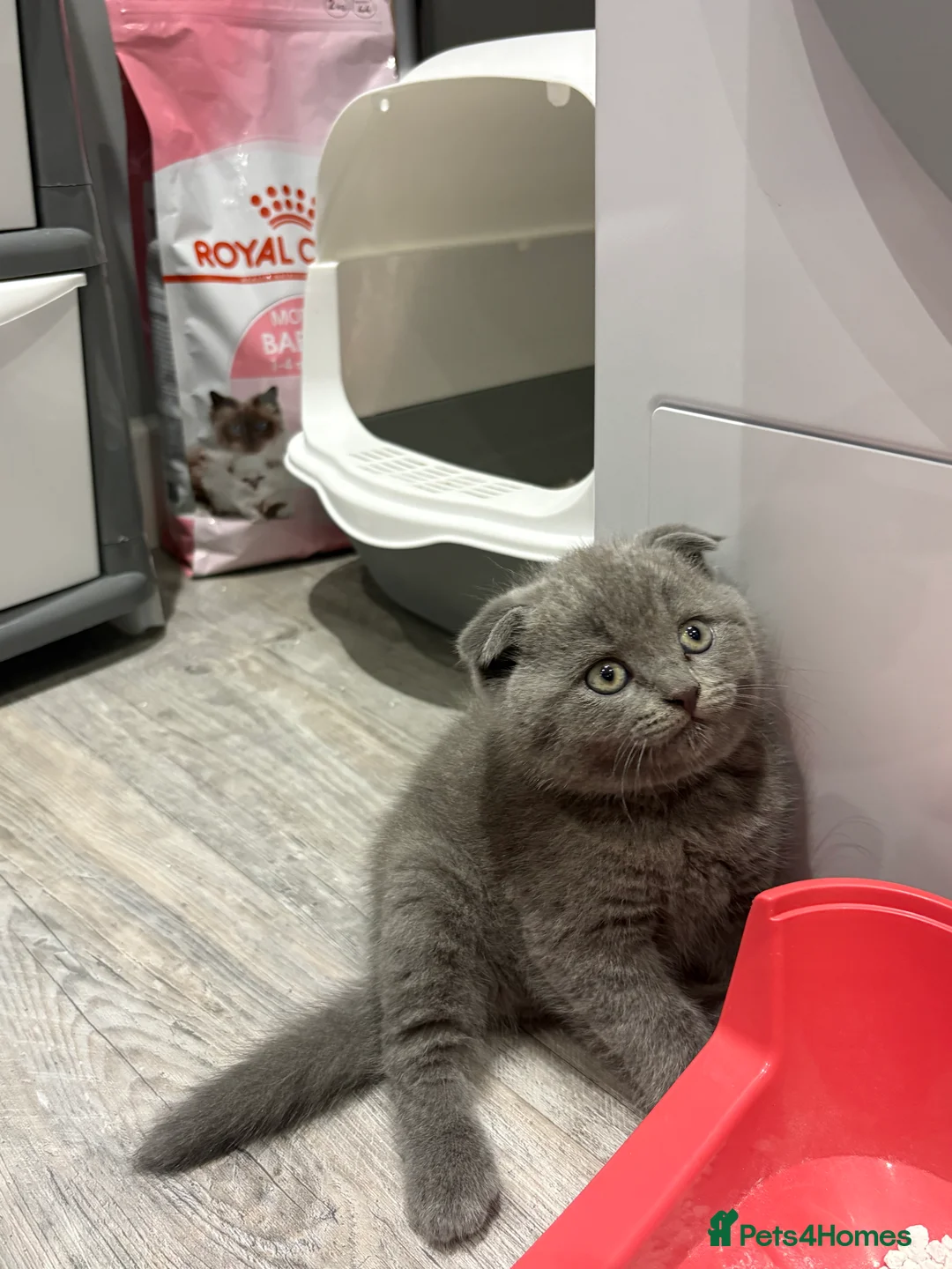 British Shorthair cats for sale: British Shorthair  - Advert 4