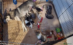 Mixed Breed dogs for sale: Northern Inuit cross American akita  - Image 31
