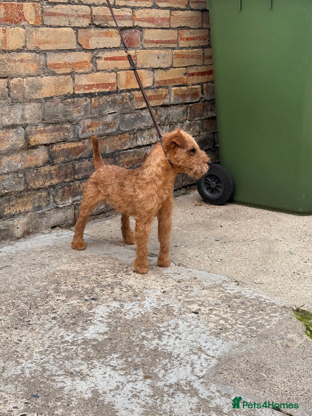 Lakeland Terrier dogs for stud: Quality lakeland standing at stud  - Image 2
