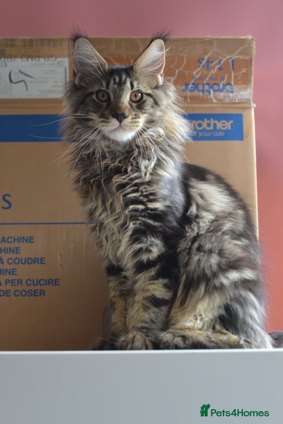Maine Coon cats for sale: Tica Registered Maine Coon Boy  - Image 3