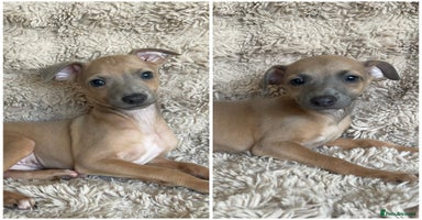 Mixed Breed dogs - Advert 14