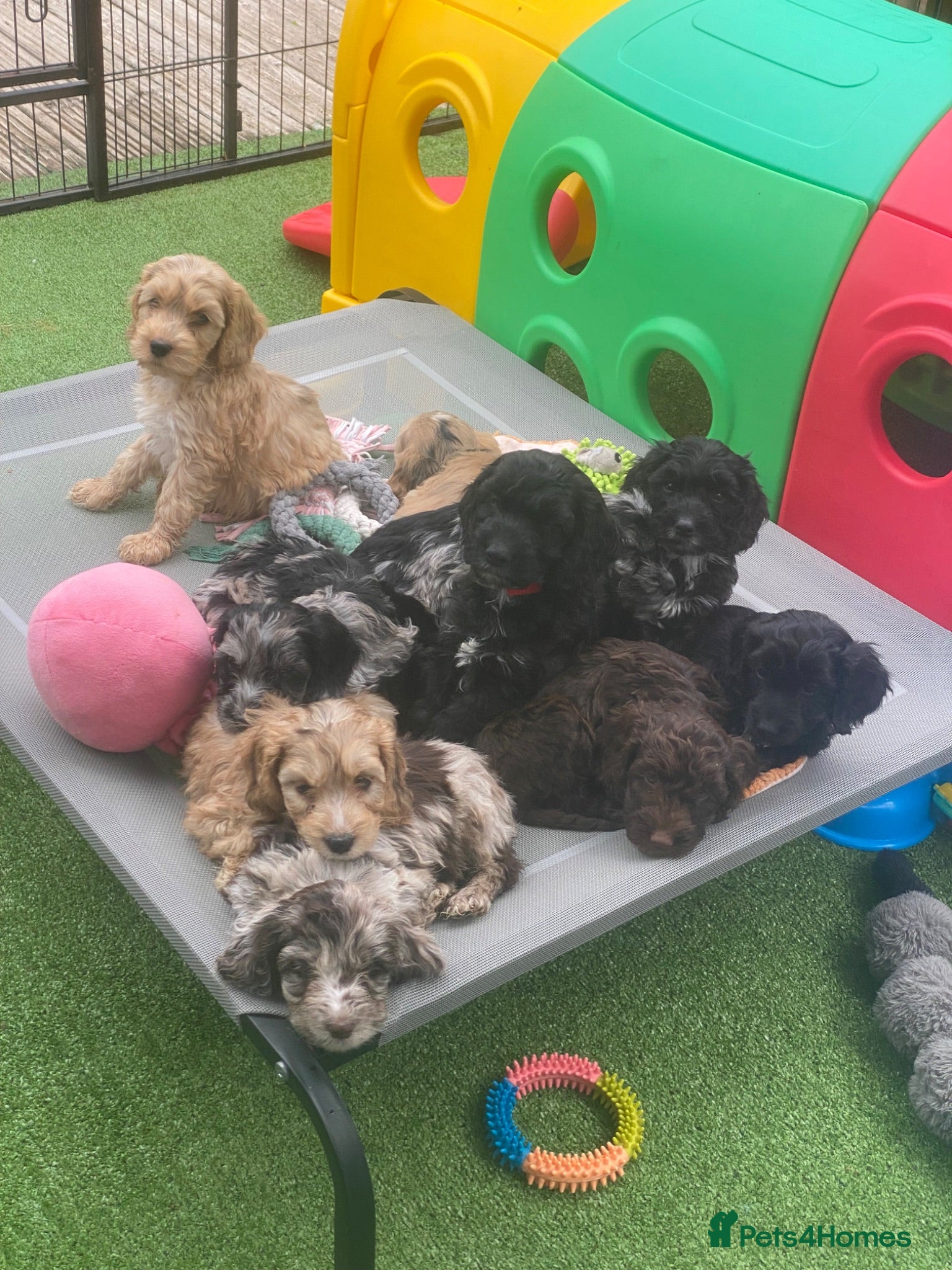 Cockapoo dogs F1 Show Type Sable Merle Cockapoos ONLY  2 LEFT - Advert 18