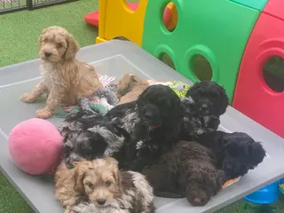 Cockapoo dogs F1 Show Type Sable Merle Cockapoos ONLY 2 LEFT - Advert 18