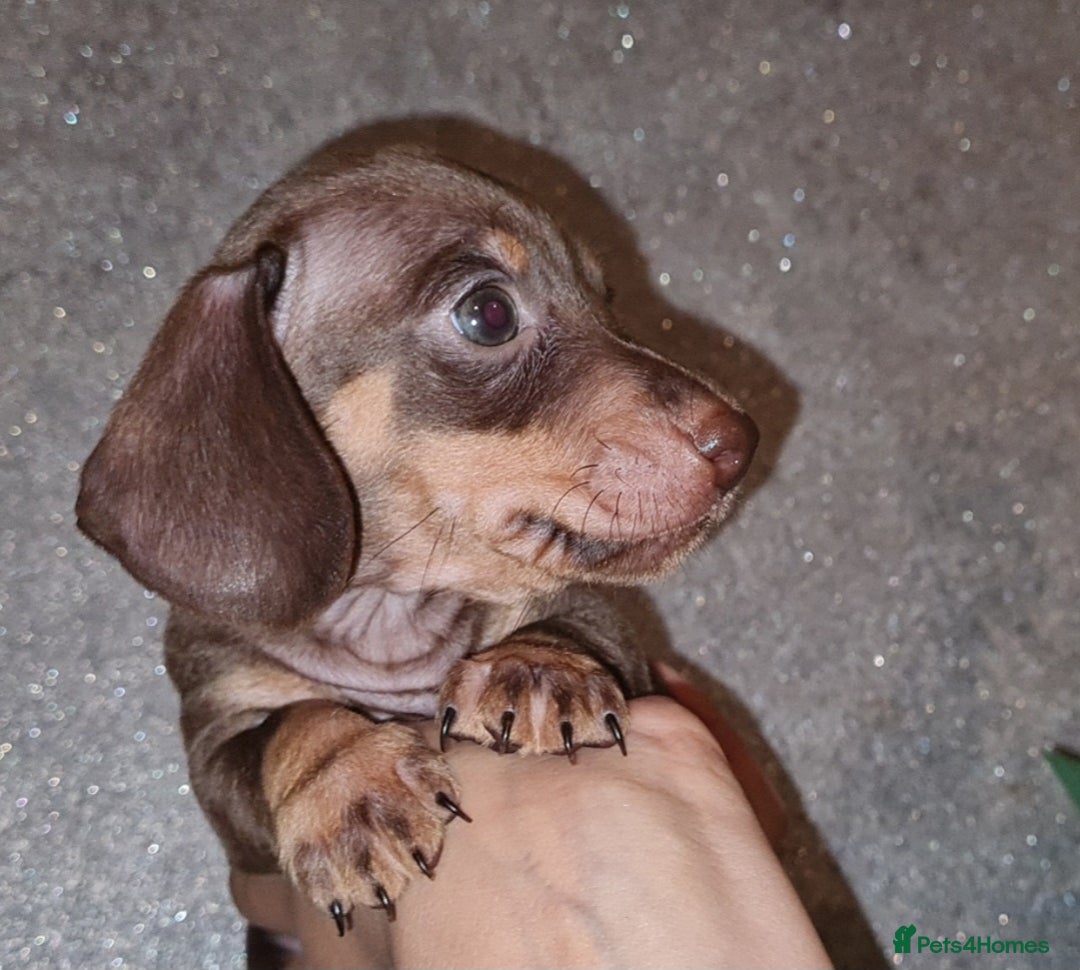 Miniature Dachshund dogs for sale: 💜Extra miniature chocholate dapple daschunds💜  - Image 21