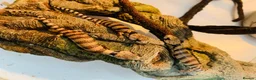 Skink reptiles for sale: Baby pink tongue skinks WOW AMAZING!! - Advert 4