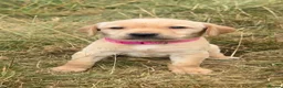 Labrador Retriever dogs for sale: Gorgeous fox red and yellow Labrador puppies  - Advert 22