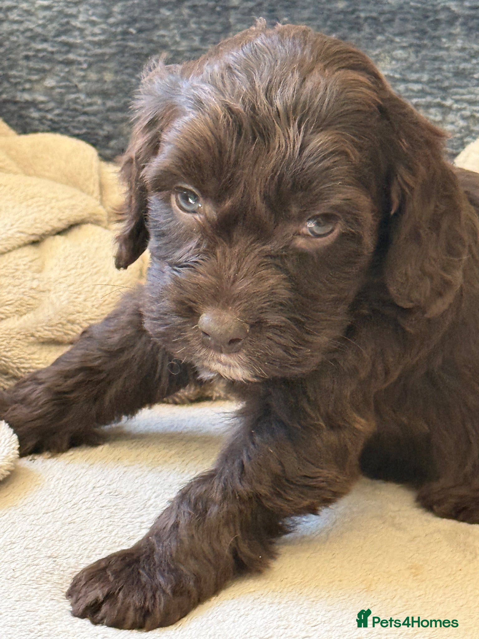 Cockapoo dogs Puppies - Advert 2