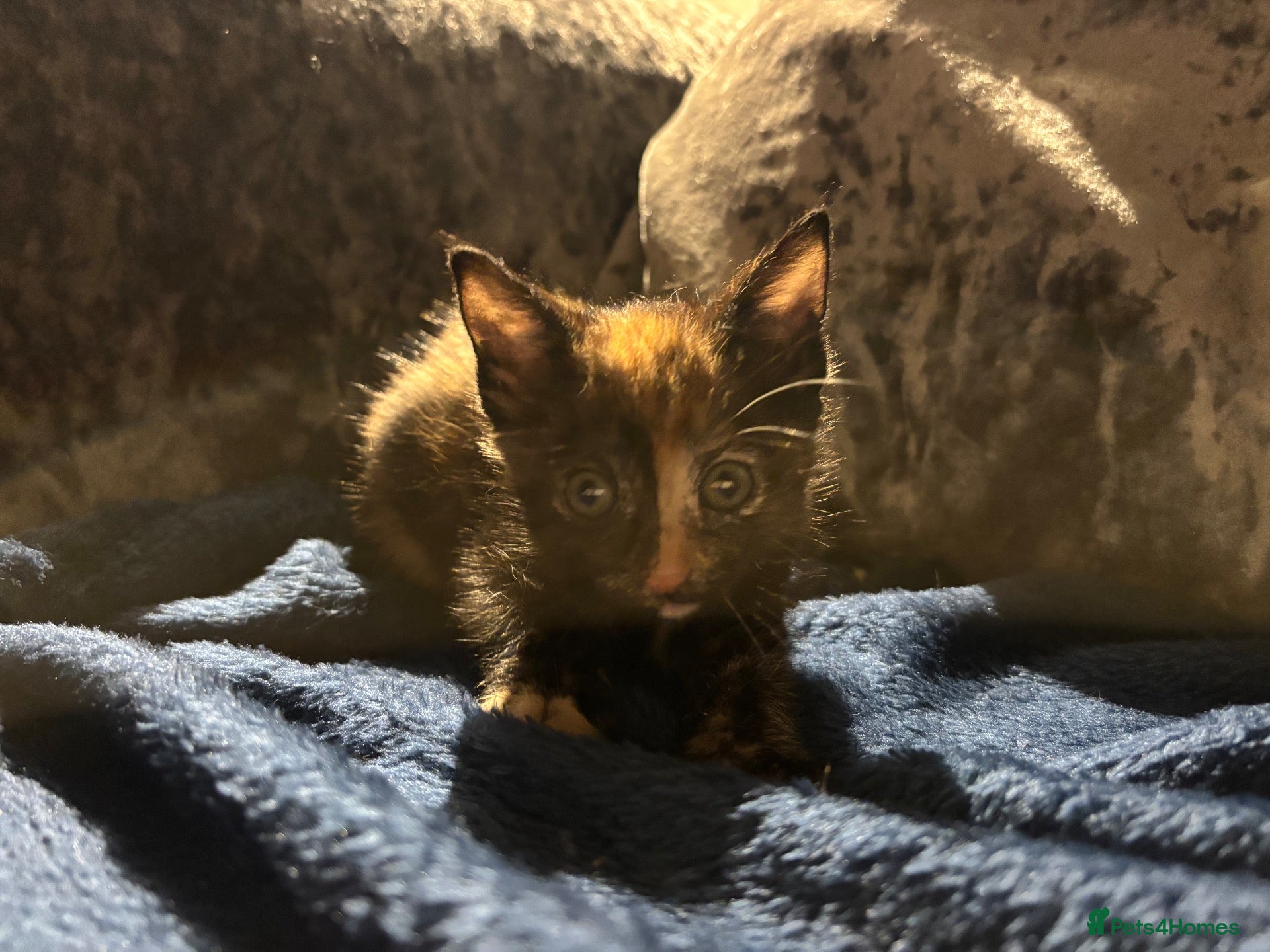 Mixed Breed cats Two stunning half British blue kittens for sale - Advert 9