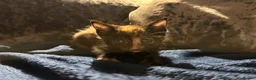 Mixed Breed cats for sale: Two stunning half British blue kittens for sale - Advert 1