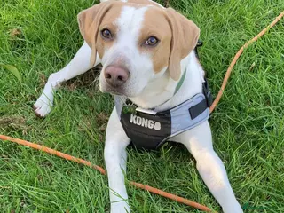 Mixed Breed dogs Milo Lemon Cross Beagle - Advert 1