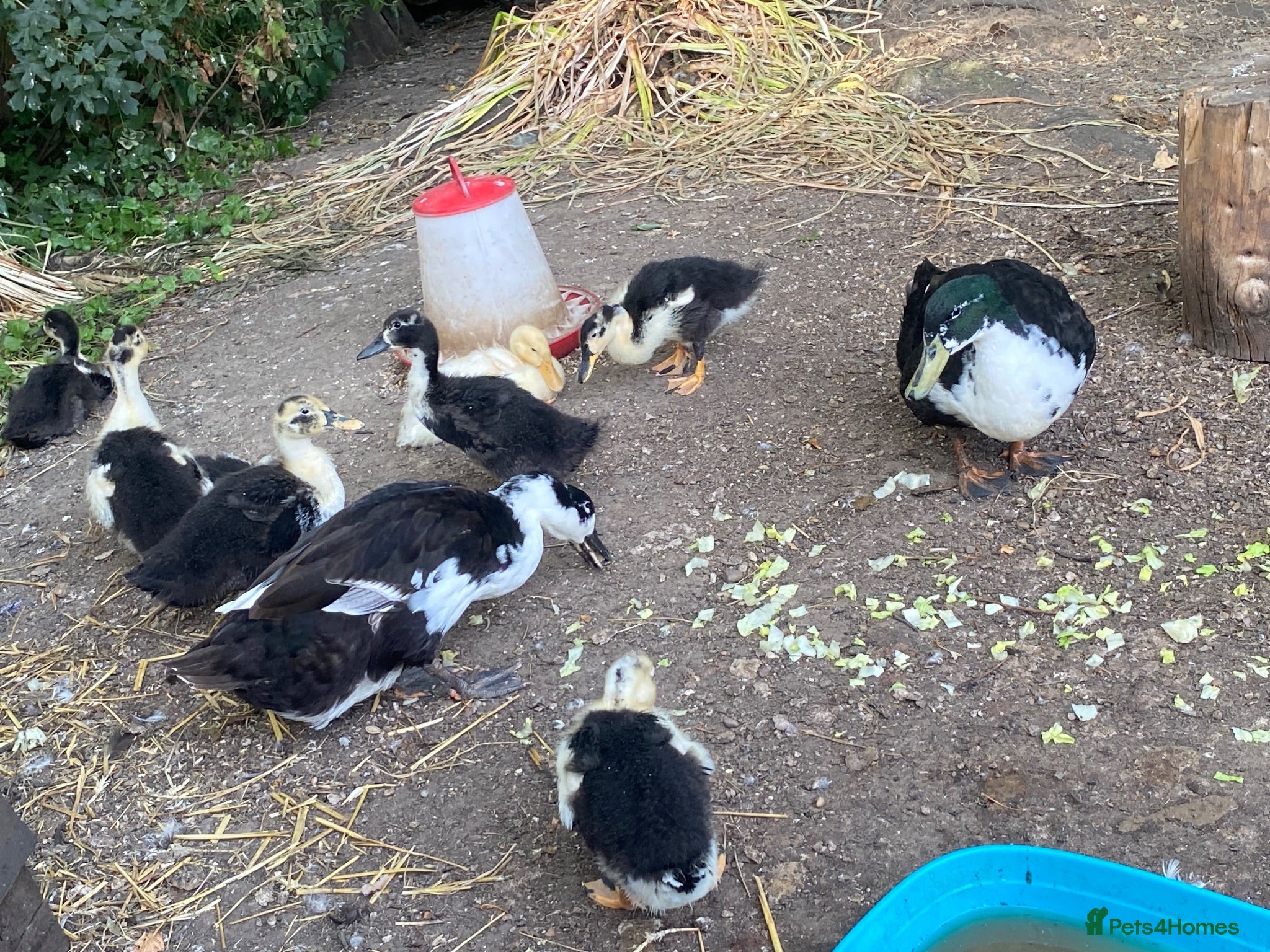 Ducks poultry Magpie ducklings  - Advert 1