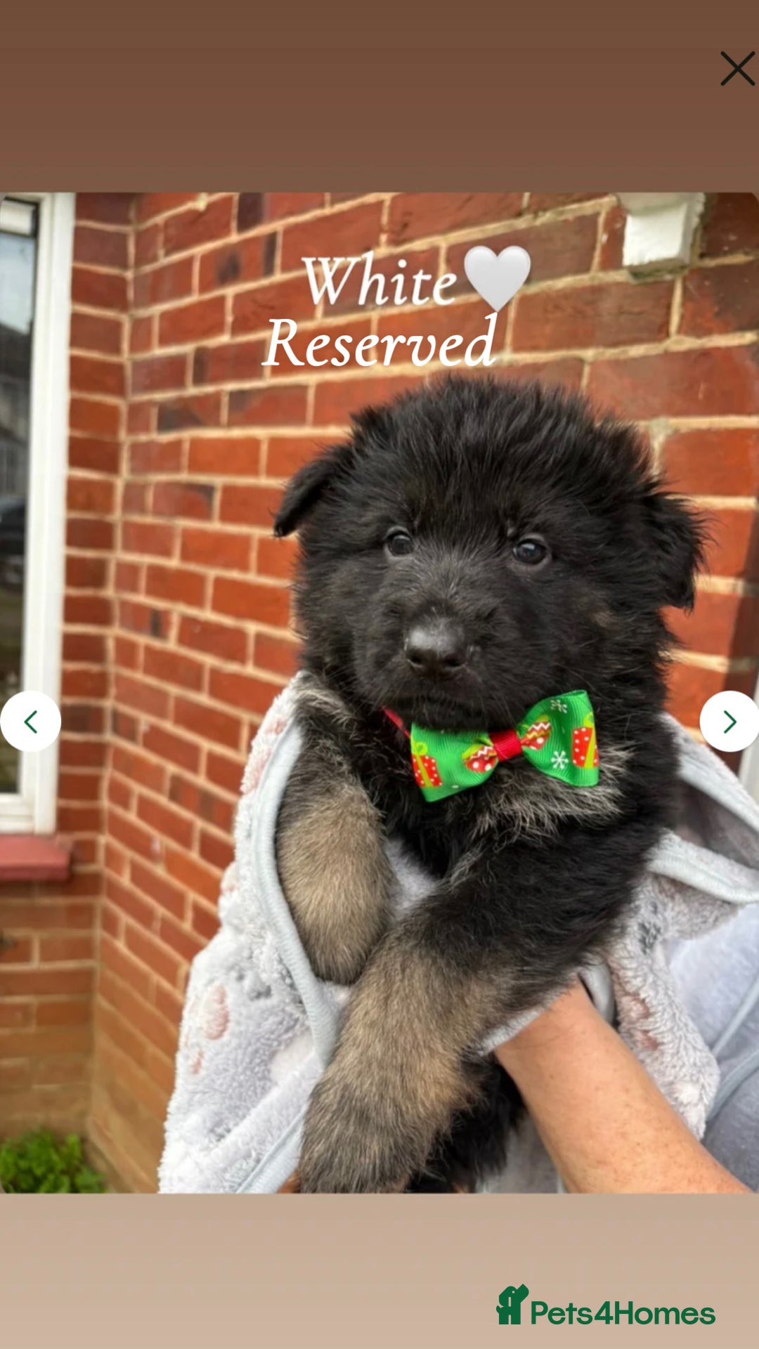 German Shepherd dogs for sale: Pedigree German Shepherd Puppies - Advert 9