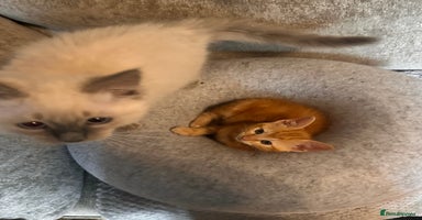 Ragdoll cats - Advert 7