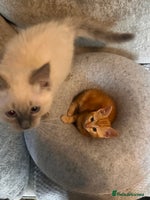 Ragdoll cats - Advert 11