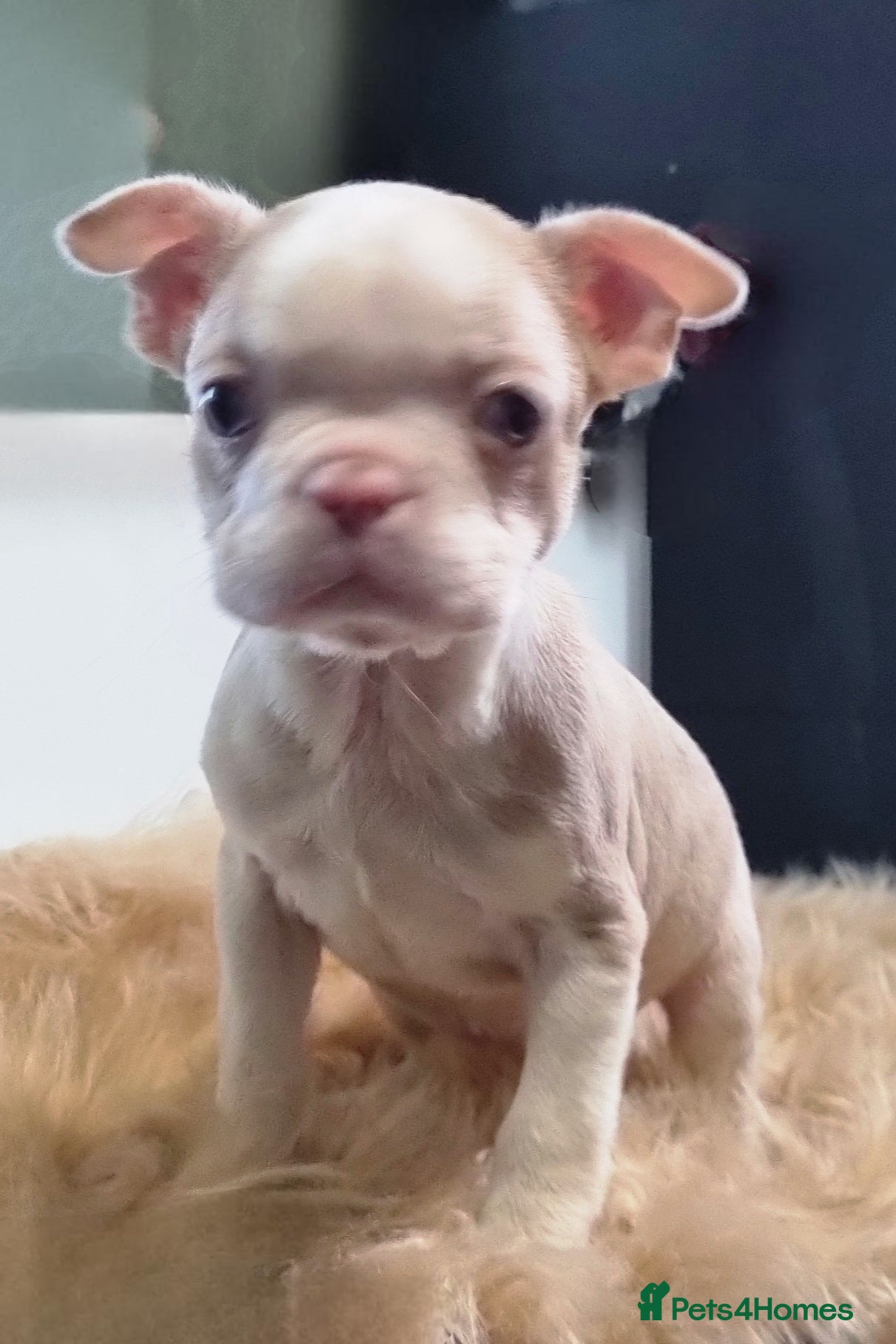 Boston Terrier dogs 5* KC Boston Terrier Blue Eyed lilac - Advert 1