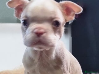 Boston Terrier dogs 5* KC Boston Terrier Blue Eyed lilac - Advert 7