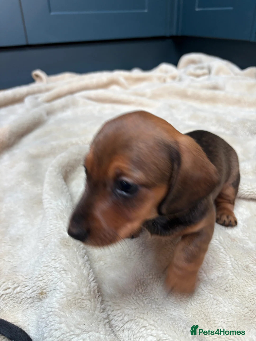 Miniature Dachshund dogs for sale: KC registered health tested miniature dachshunds - Advert 4