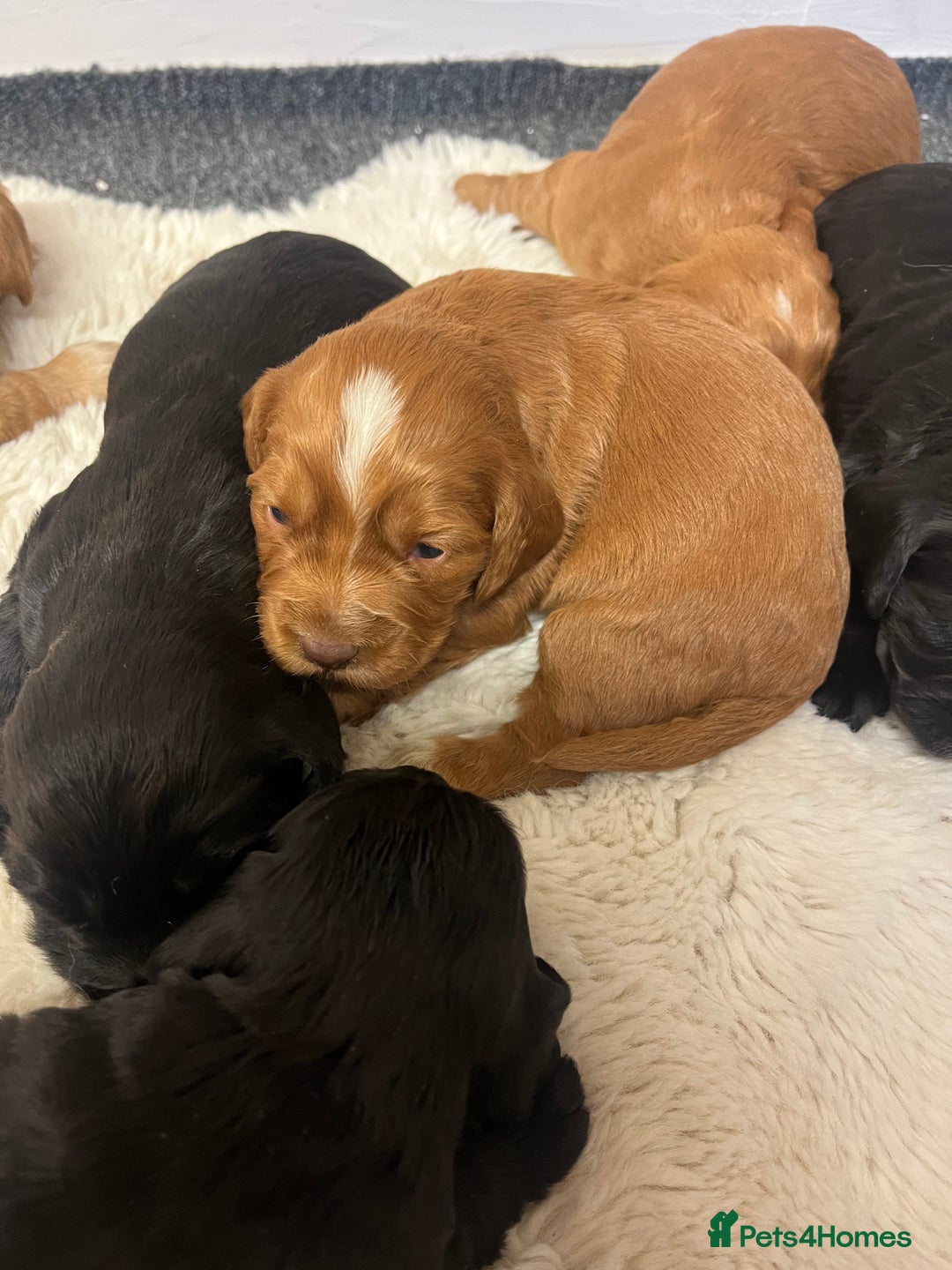 Cocker Spaniel dogs for sale: 8 beautiful cocker spaniel puppy’s  - Advert 3