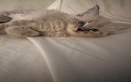 Ragdoll cats for sale: Ragdoll x Maincoone loving babies - Image 1