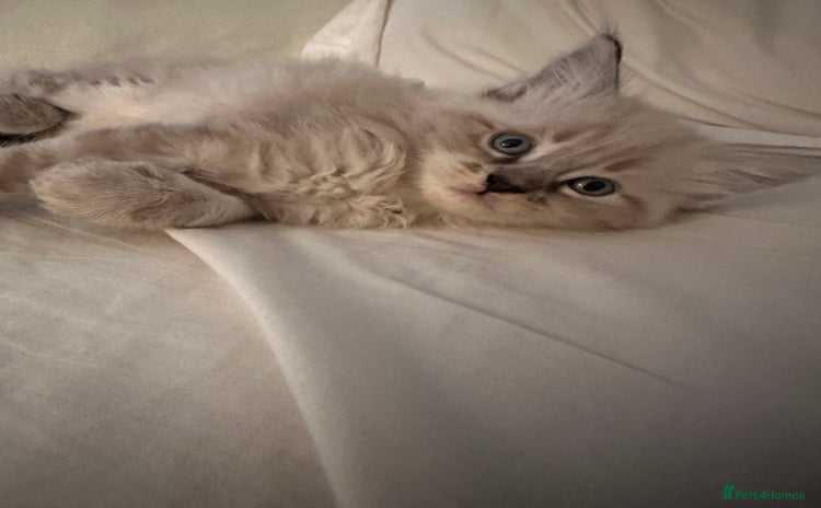 Ragdoll cats - Advert 11