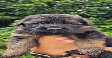 German Shepherd dogs - Advert 12