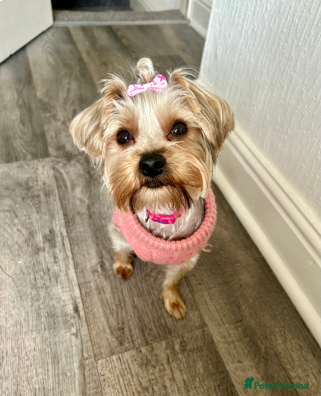 Yorkshire Terrier dogs for sale: Yorkshire Terrier, Female - Full Sized - 1yr old  - Advert 1