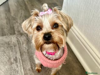 Yorkshire Terrier dogs Yorkshire Terrier, Female - Full Sized - 1yr old - Advert 1