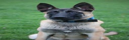 Belgian Shepherd Dog dogs for sale: Big bone malinois male  - Advert 8