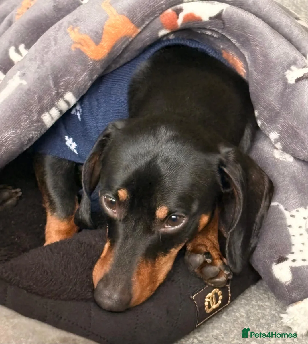 Dachshund dogs for sale: Rolo male dachshund age 3 - Advert 4