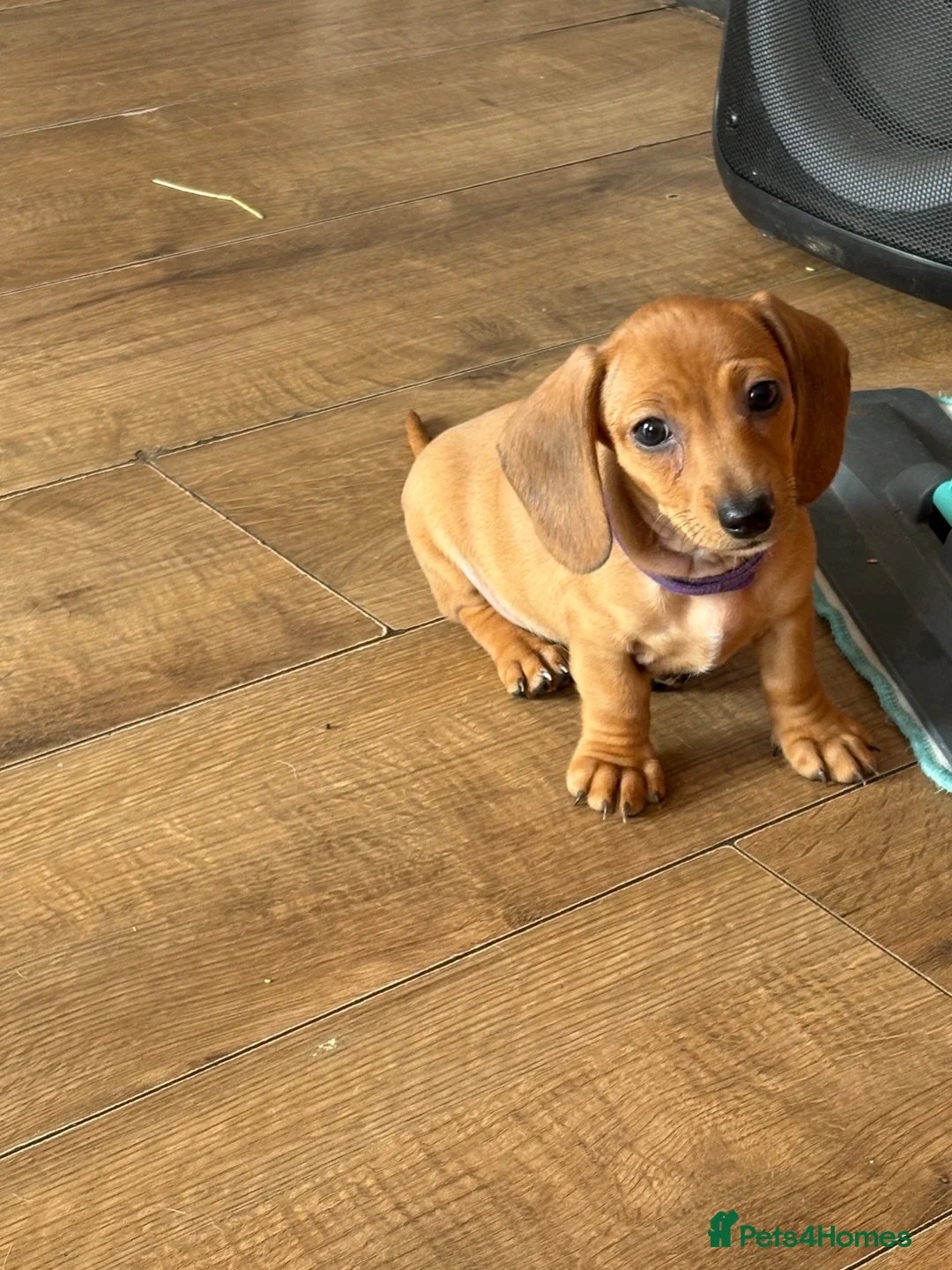 Miniature Dachshund dogs for sale: Gorgeous miniature dachshunds READY NOW - Advert 2