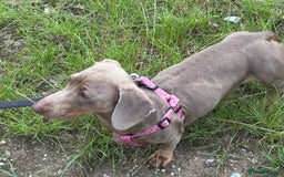 Miniature Dachshund dogs for adoption: Luna * Miniature Dachshund * 240723 - Image 3