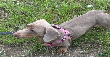 Miniature Dachshund dogs - Advert 1