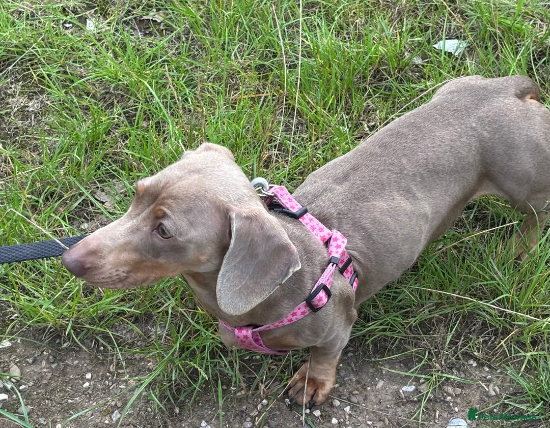 Miniature Dachshund dogs for adoption: Luna * Miniature Dachshund * 240723 - Image 3