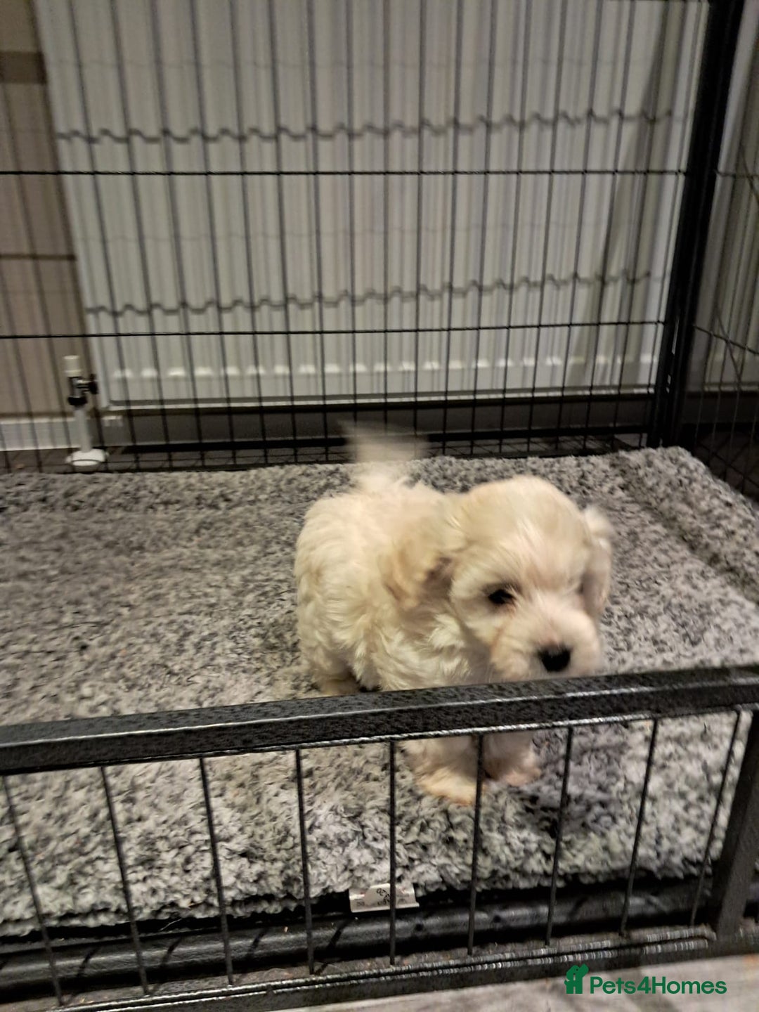 Maltipoo dogs for sale: Maltipoo pups ready now  - Advert 6