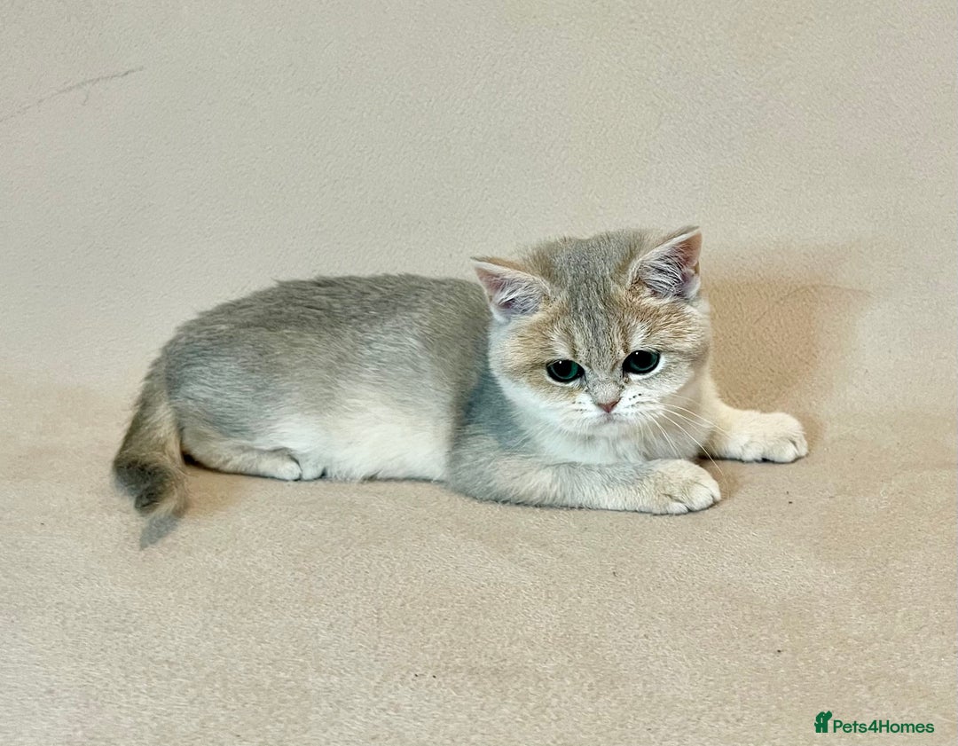 British Shorthair cats for sale: 🐾 Pure BSH Kittens 🐾  - Advert 15