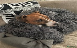 Plummer Terrier dogs for sale: Plummer terrior male - Advert 3