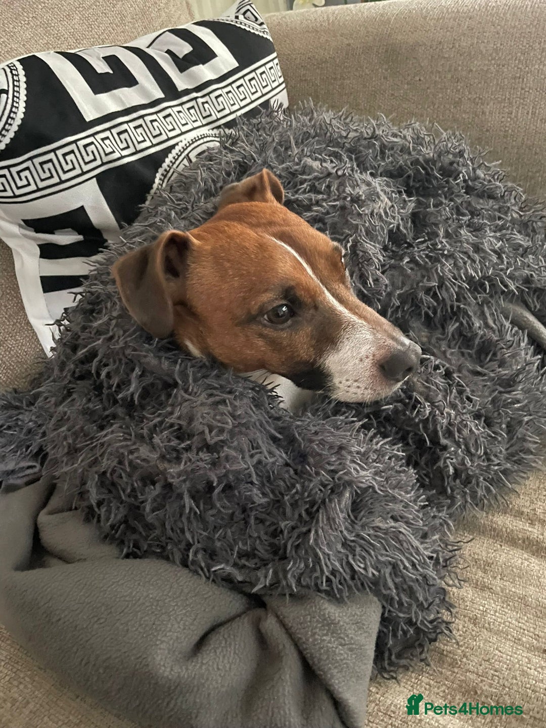 Plummer Terrier dogs for sale: Plummer terrior male - Advert 3