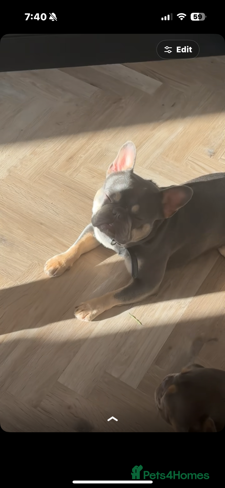 French Bulldog dogs for stud: Frenchie up for stud - Advert 2