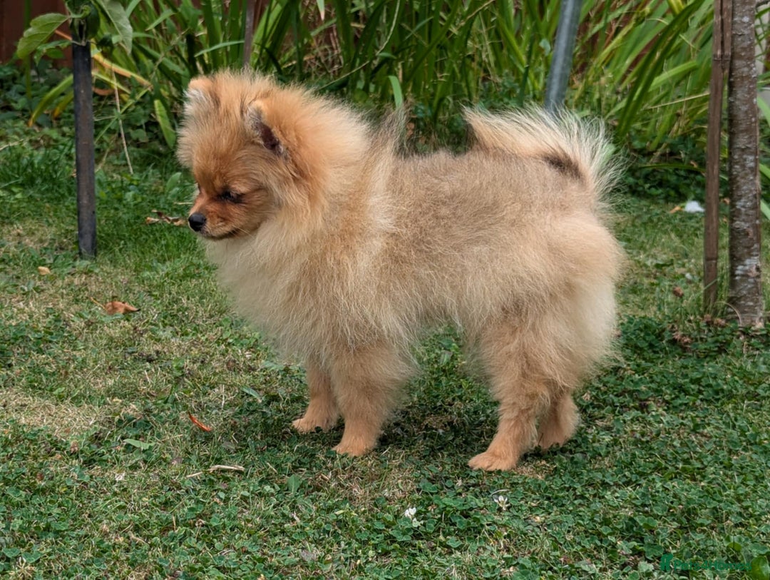 Pomeranian dogs for sale: Last two girls available. Tiny, Rare Pomeranian in Boston - Image 8