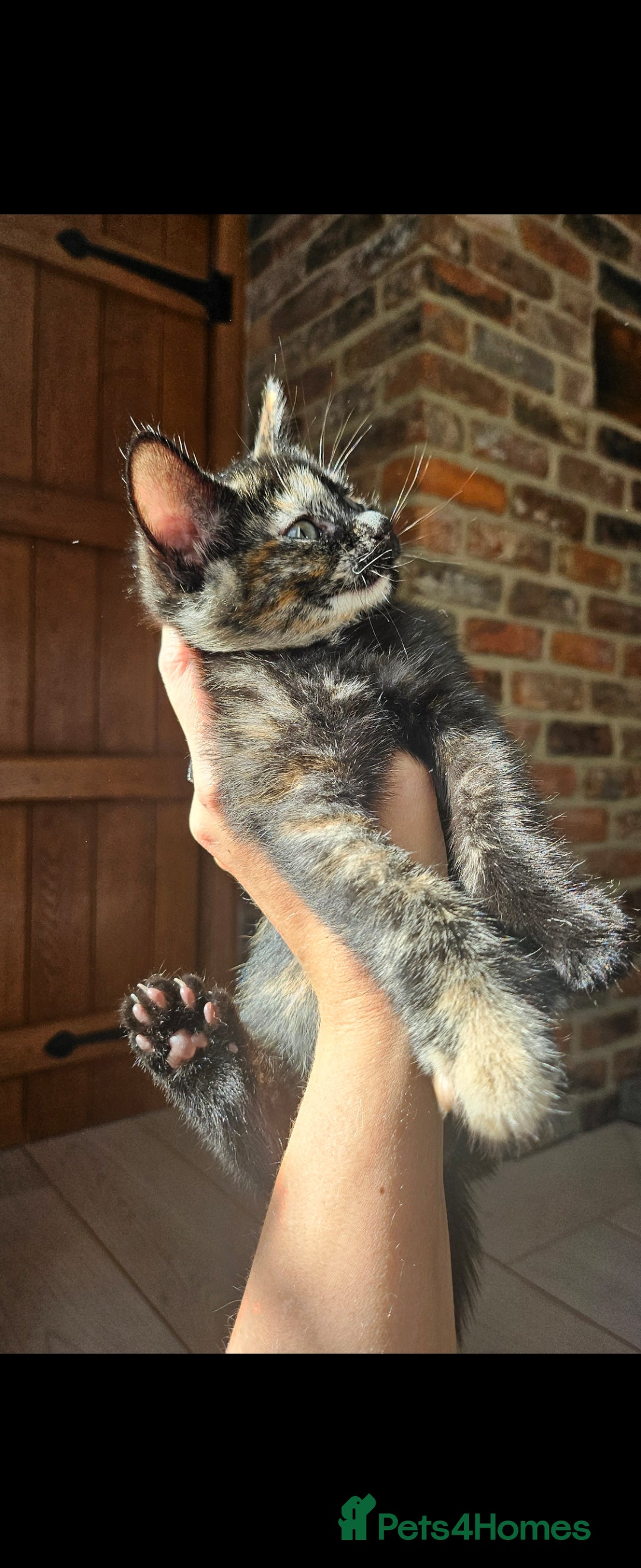 Mixed Breed cats for sale: One Tortie Girl left | Ragdoll mix - Image 3