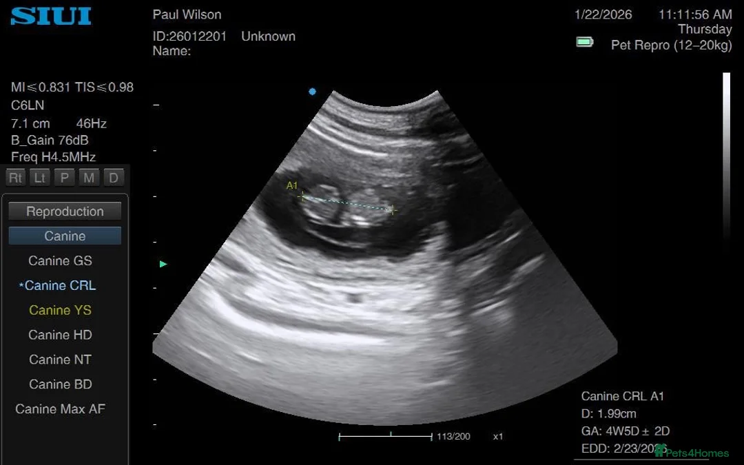 Golden Retriever dogs for sale: Low inbreeding coefficient puppies due soon  - Advert 3