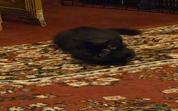 Maine Coon cats for sale: Maine coon  - Image 3