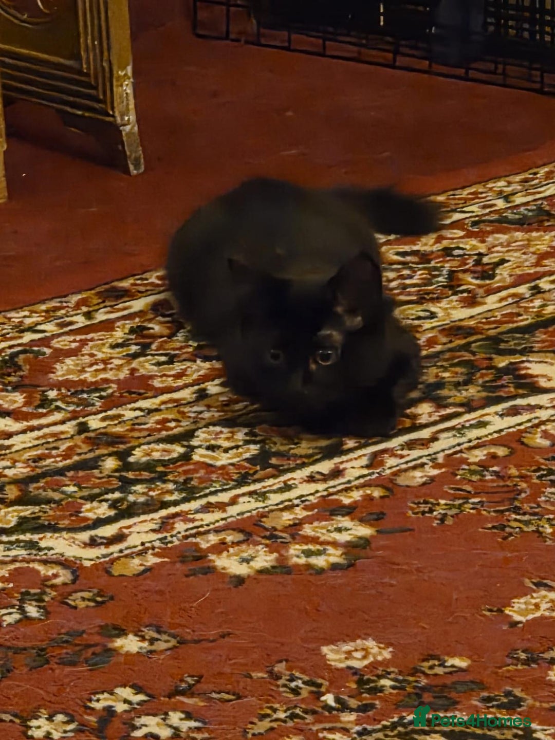 Maine Coon cats for sale: Maine coon  - Image 3