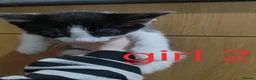 Turkish Van cats for sale: Turkish van x kittens - Advert 4