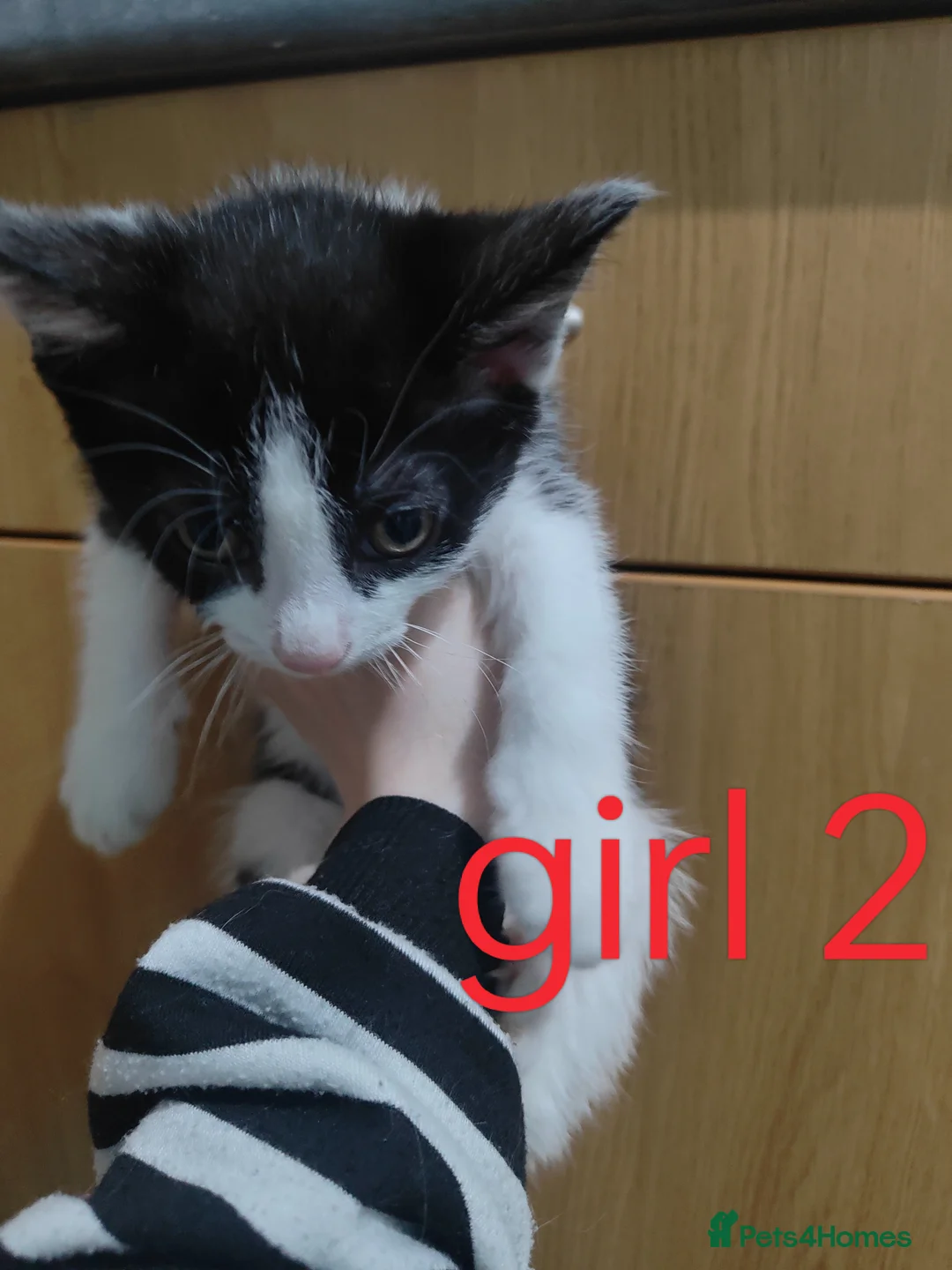 Turkish Van cats for sale: Turkish van x kittens - Advert 4