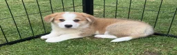 Welsh Corgi Pembroke dogs for sale: Fully Vac, KC Papers Ready, waiting to love YOU!! - Advert 14