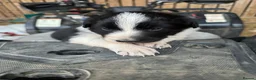 Border Collie dogs for sale: Very Cute Fluffy Border Collie Pups - Advert 36
