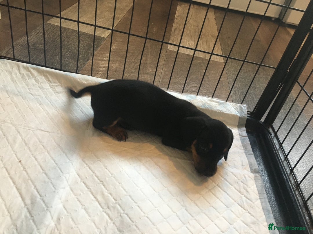 Miniature Dachshund dogs for sale: Miniature dachshund baby’s  - Image 28